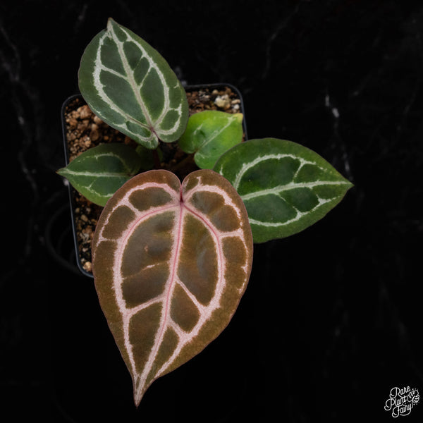 Anthurium Red Crystal '12' x  Michelle '1' by DocBlock® *Grower's choice*
