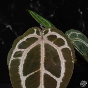 Anthurium Red Crystal '12' x  Michelle '1' by DocBlock® *Grower's choice*