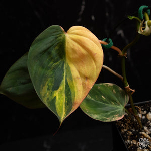 Philodendron micans aurea variegated  *Grower's Choice*