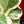 Ficus lyrata variegated fiddle leaf fig tree *Grower's Choice*