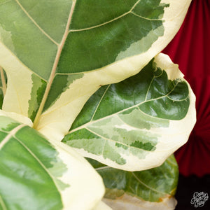 Ficus lyrata variegated fiddle leaf fig tree *Grower's Choice*