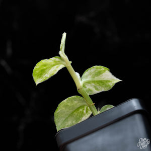 Rhaphidophora hongkongensis albo variegated *Grower's Choice*