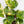 Monstera Lechleriana Albo Variegated *Grower's Choice*
