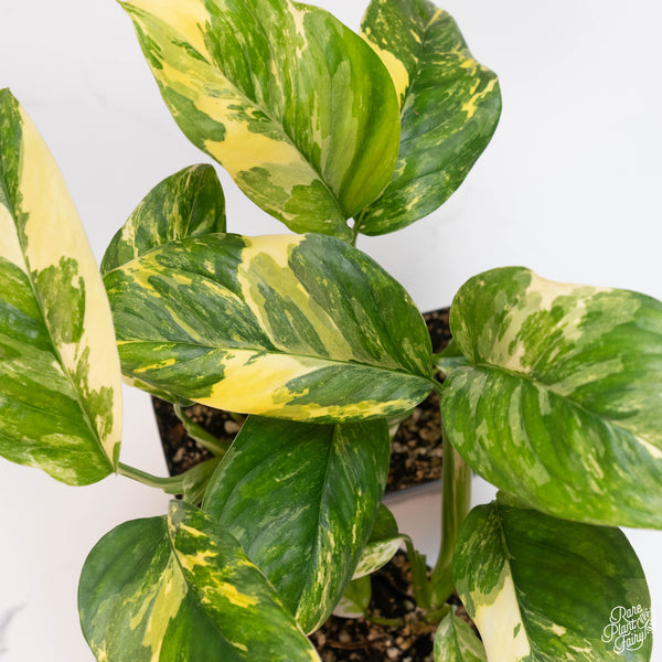 Monstera Lechleriana Albo Variegated *Grower's Choice*