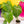 Philodendron McDowell *Grower's choice*