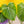 Philodendron McDowell *Grower's choice*