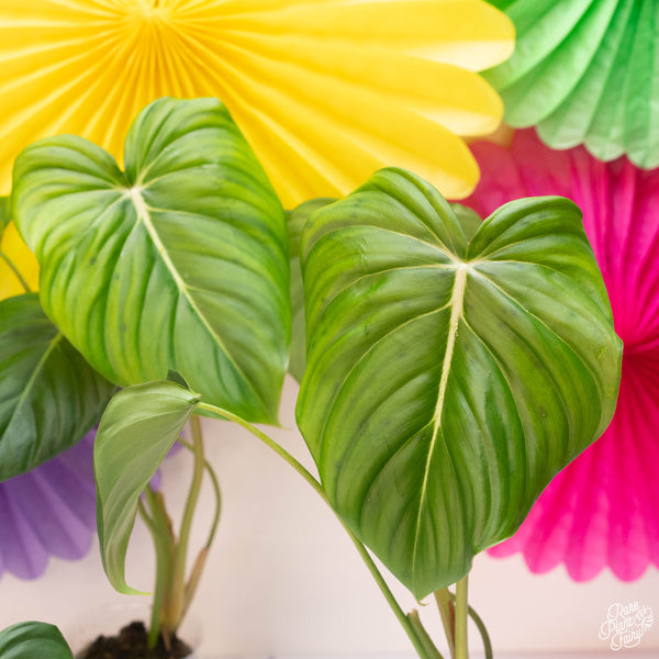 Philodendron McDowell *Grower's choice*