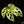 Monstera Adansonii Albo Variegated *Grower's Choice*