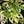 Monstera Adansonii Albo Variegated *Grower's Choice*