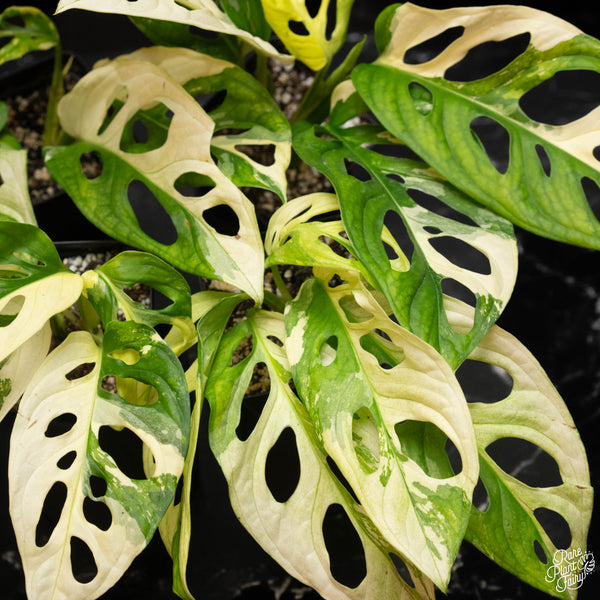Monstera Adansonii Albo Variegated *Grower's Choice*