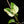 Monstera Acacoyaguensis Variegated *Grower's Choice*