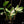 Monstera Acacoyaguensis Variegated *Grower's Choice*