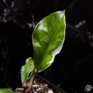 Philodendron erubescens 'White Knight' mutation *Grower's Choice*
