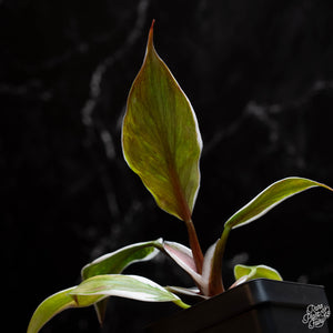 Philodendron erubescens 'White Knight' mutation *Grower's Choice*