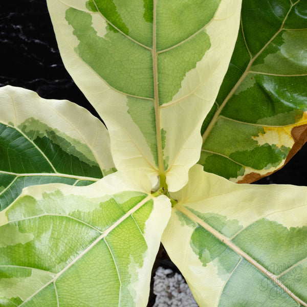 Ficus lyrata variegated fiddle leaf fig tree *Grower's Choice*