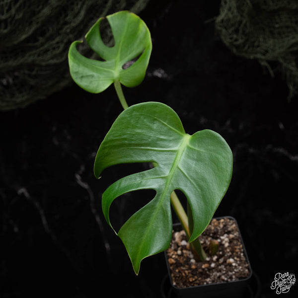 Monstera Deliciosa 'Compacta' *Kunzo Lineage* *Grower's Choice*