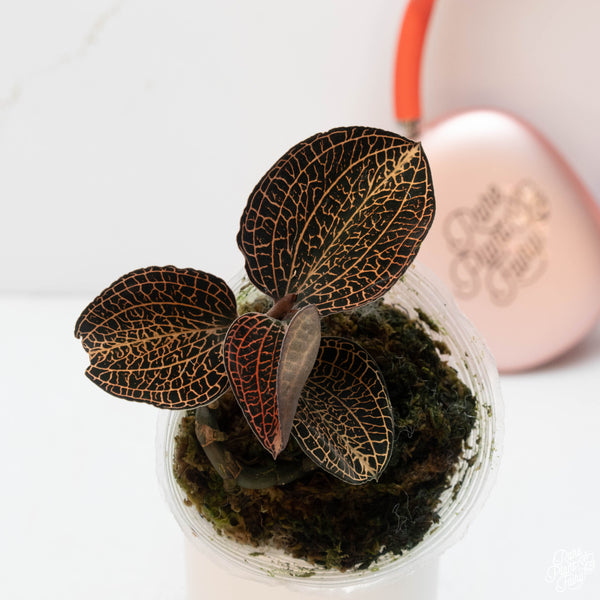 Anoectochilus sp. 'Golden Vein' jewel orchid *Growers choice*