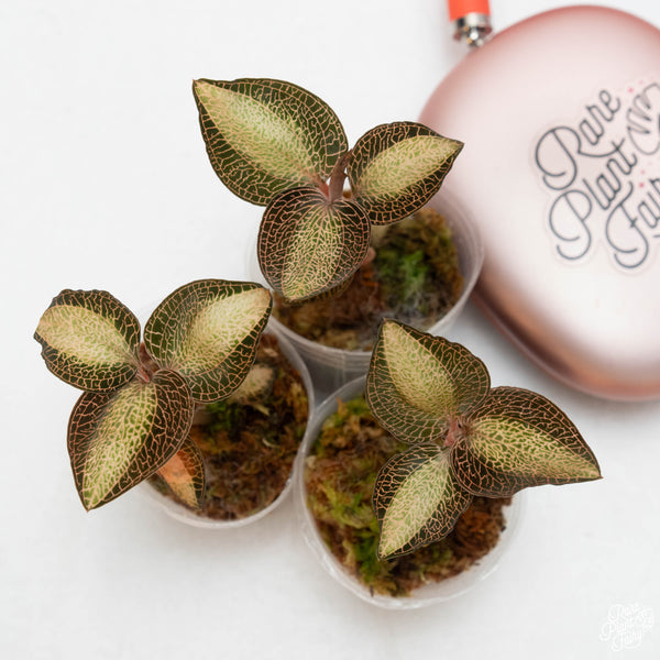 Anoectochilus sp. NOID variegated jewel orchid *Growers choice*