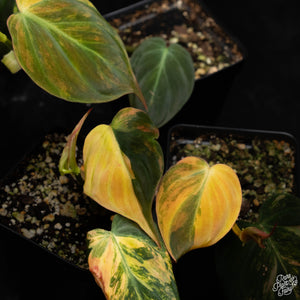 Philodendron micans aurea variegated  *Grower's Choice*
