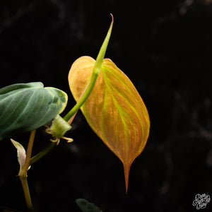 Philodendron micans aurea variegated  *Grower's Choice*