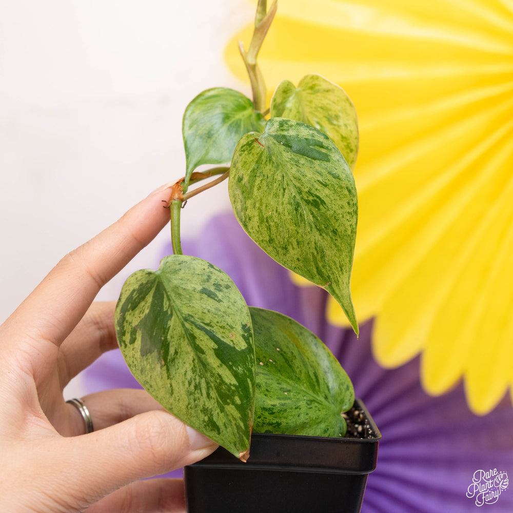 Philodendron hederaceum variegated 'Heartleaf' *Grower's Choice*