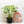 Monstera Deliciosa 'Thai Constellation' *Grower's Choice*