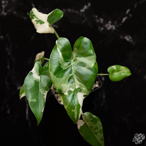Alocasia odora 'Okinawa Silver' albo variegated *Grower's choice*