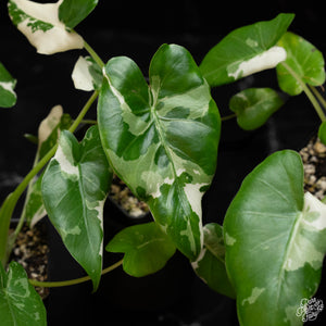 Alocasia odora 'Okinawa Silver' albo variegated