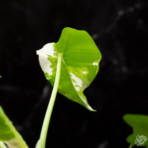 Alocasia odora 'Okinawa Silver' albo variegated