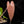 Anthurium papillilaminum Pure Papi (long x long bullet) *Grower's choice*