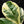 Ficus lyrata variegated fiddle leaf fig tree *Grower's Choice*