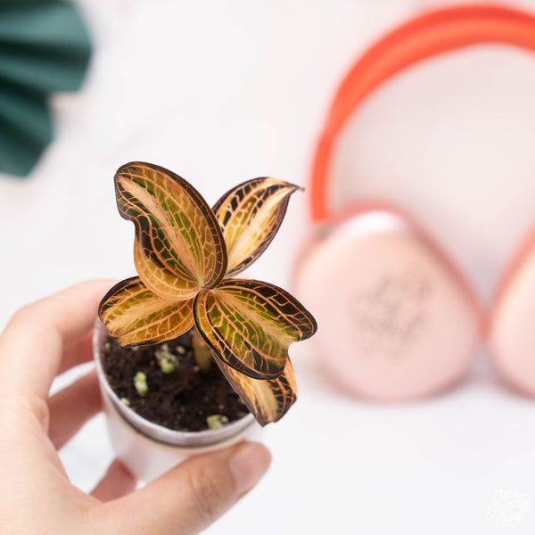 Anoectochilus siamensis 'white center' double variegated jewel orchid *Growers choice*
