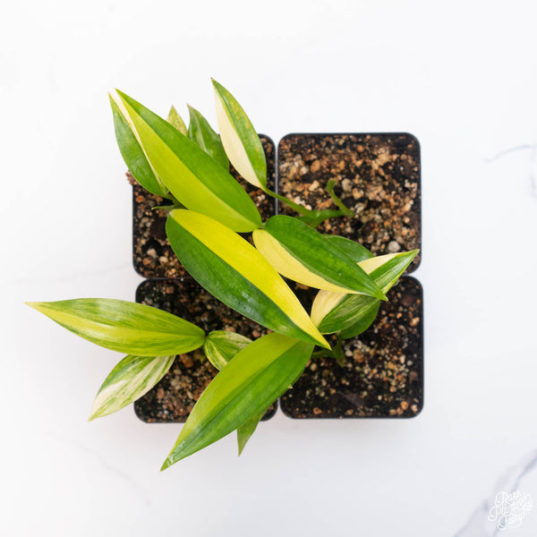 Epipremnum amplissimum variegated *Grower's choice*