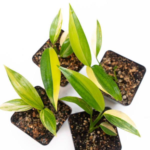 Epipremnum amplissimum variegated *Grower's choice*