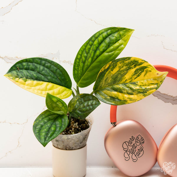 Monstera sp. 'Peru' Variegated *Grower's Choice*