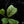 Hoya 'Deykeae' Splash *Grower's Choice*