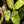 Philodendron 'El Choco Red' x billietiae variegated *Grower's choice*