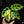 Monstera Adansonii Aurea Variegated *Grower's Choice*