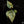 Alocasia 'Uhinkii' variegated (previously Alocasia wentii) *Grower's Choice*