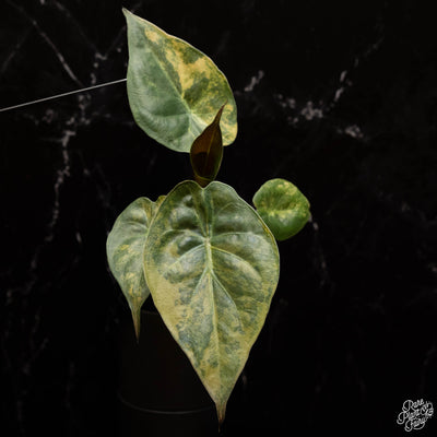 Alocasia 'Uhinkii' variegated (previously Alocasia wentii) *Grower's Choice*