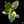 Alocasia Odora 'Gageana' Aurea Variegated *Grower's Choice*