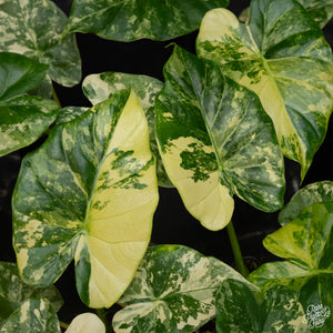 Alocasia Odora 'Gageana' Aurea Variegated *Grower's Choice*
