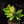 Zamioculcas zamifolia zz aurea variegated *Growers choice*