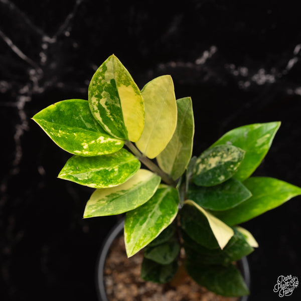 Zamioculcas zamifolia zz aurea variegated *Growers choice*