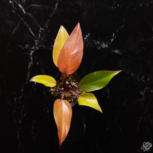 Philodendron 'Persimmon Princess' *Grower's Choice*