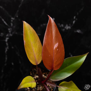 Philodendron 'Persimmon Princess' *Grower's Choice*