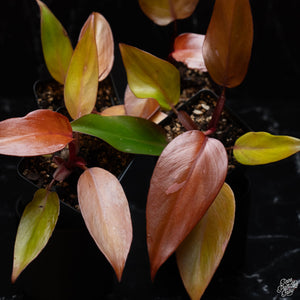 Philodendron 'Persimmon Princess' *Grower's Choice*