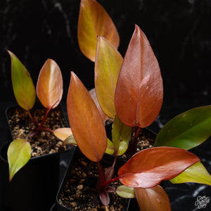 Philodendron 'Persimmon Princess' *Grower's Choice*