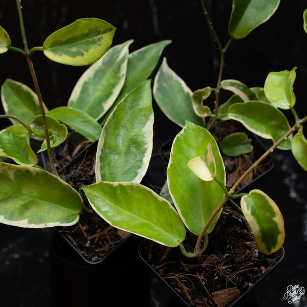 Hoya kenejiana albo variegated *Grower's Choice*