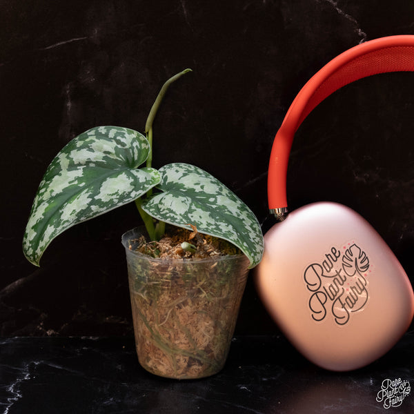 Scindapsus tricolor *Grower's choice*